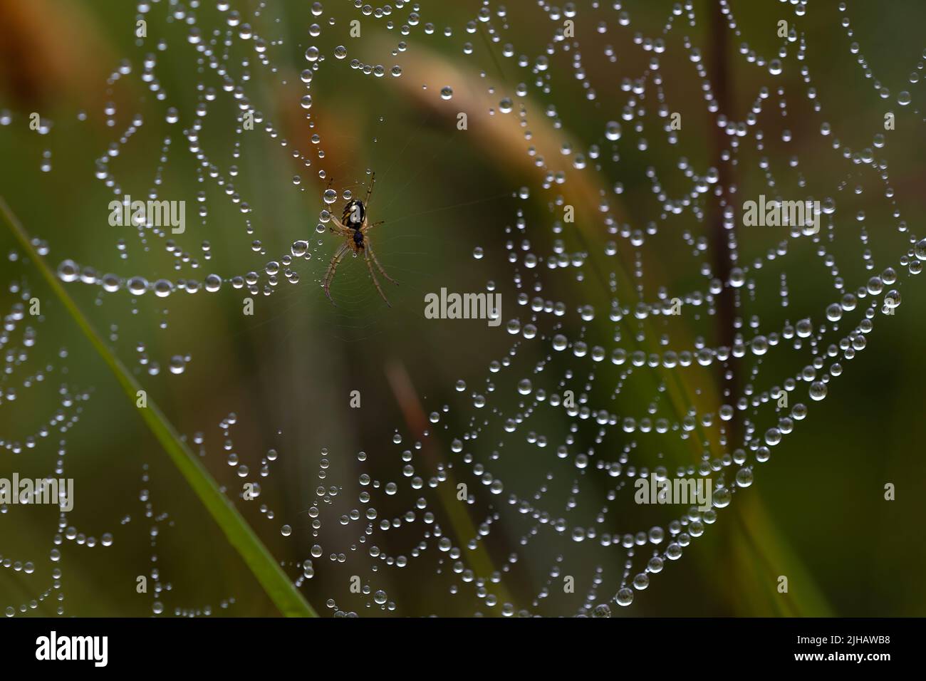 macro fotografia naturalistica, gocce d'acqua sulla rete di un ragno con il suo ragno al centro. bellezza selvaggia. temi animali Foto Stock