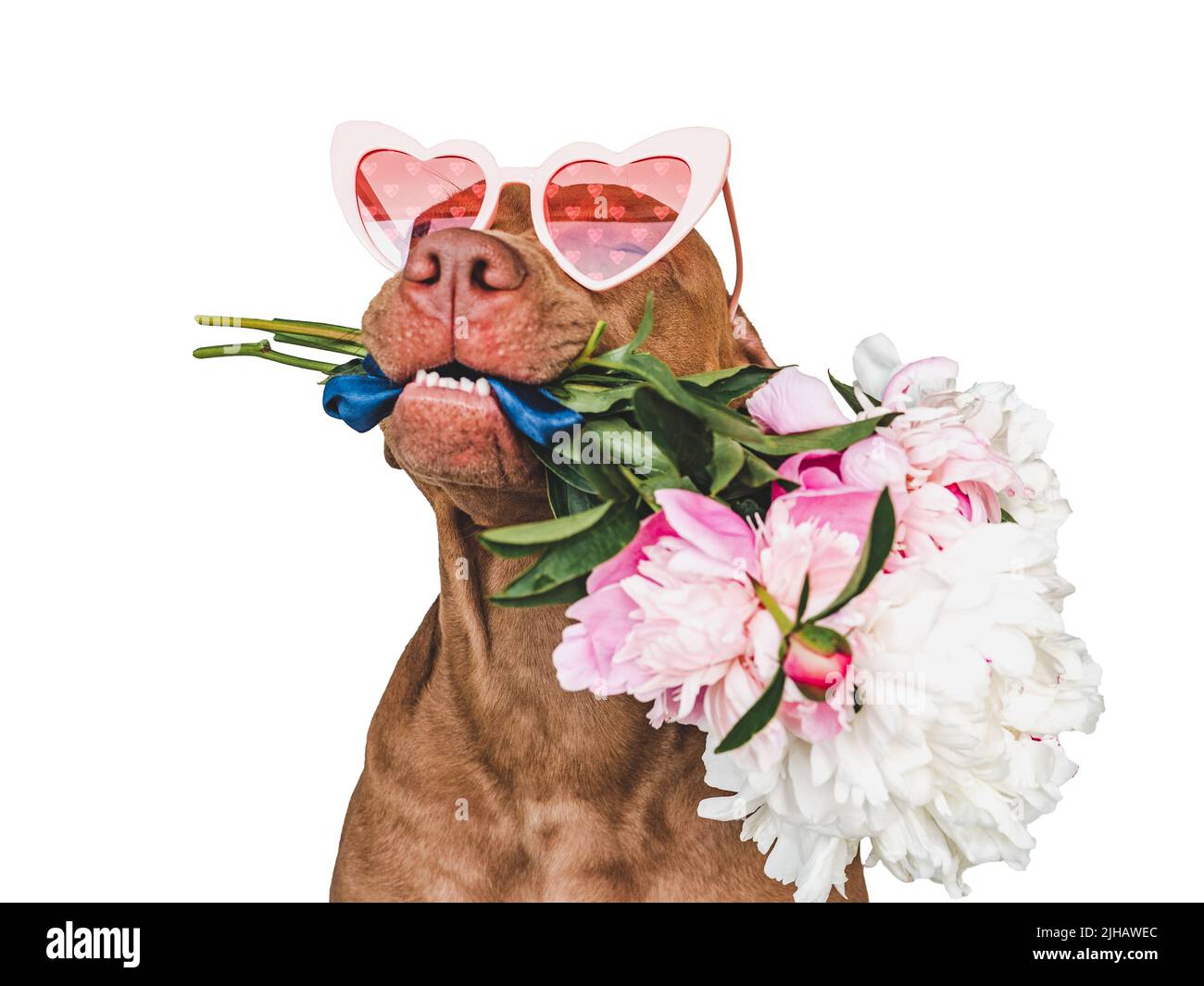 Adorabile, puppy bruno grazioso e fiori luminosi Foto Stock