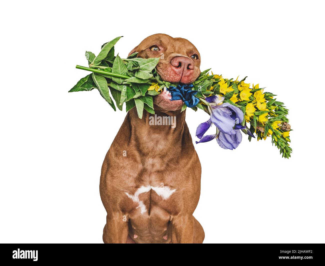 Adorabile, puppy bruno grazioso e fiori luminosi Foto Stock
