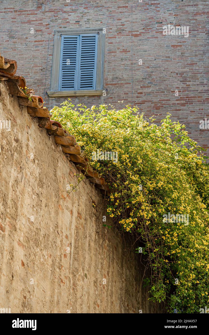 Rose gialle su un muro del borgo medievale di Urbino nelle Marche Foto Stock