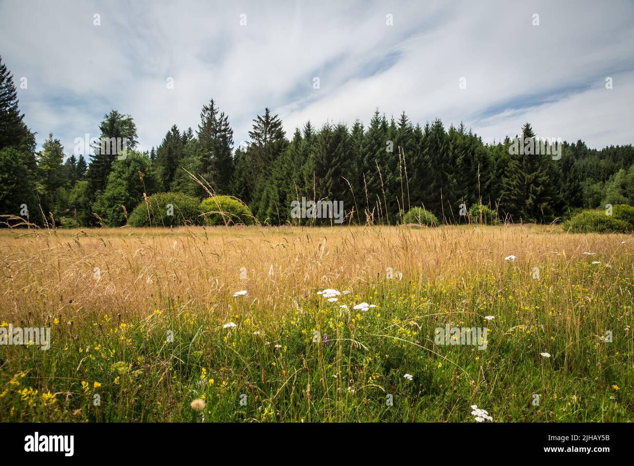 Tipico paesaggio di Waldviertel - prati e boschi - Escursioni vicino a Siebenlinden nel Waldviertel, Austria Foto Stock
