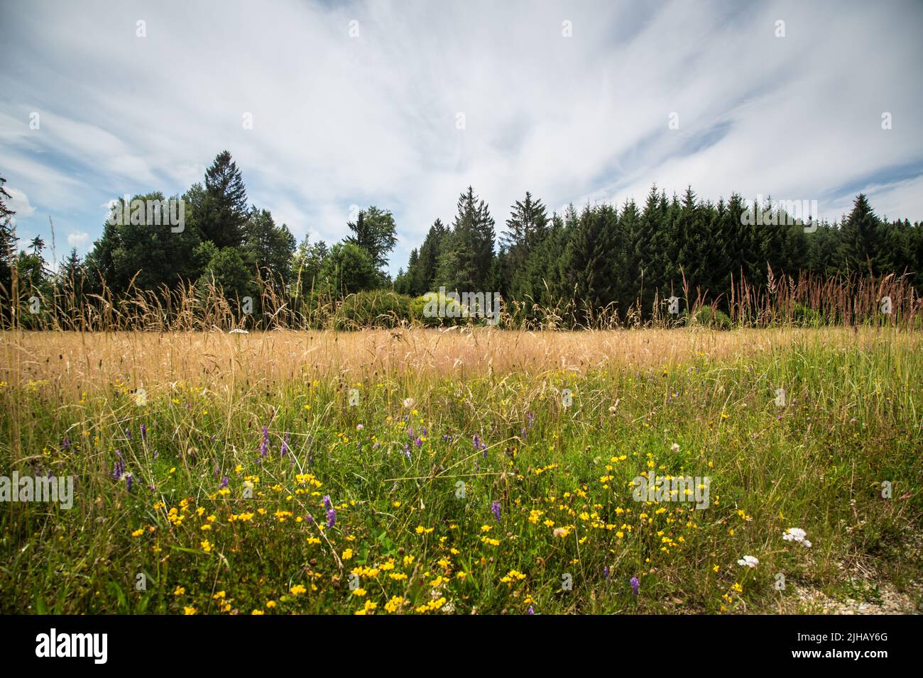 Tipico paesaggio di Waldviertel - prati e boschi - Escursioni vicino a Siebenlinden nel Waldviertel, Austria Foto Stock