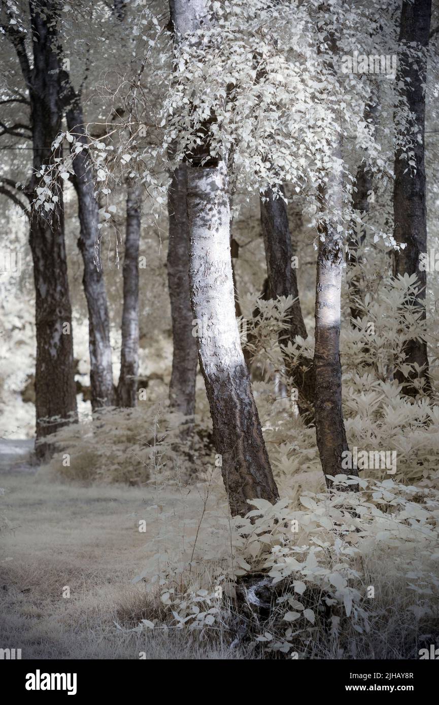 Bella surreale falso colore infrarossi Woodlands immagine di paesaggio Foto Stock