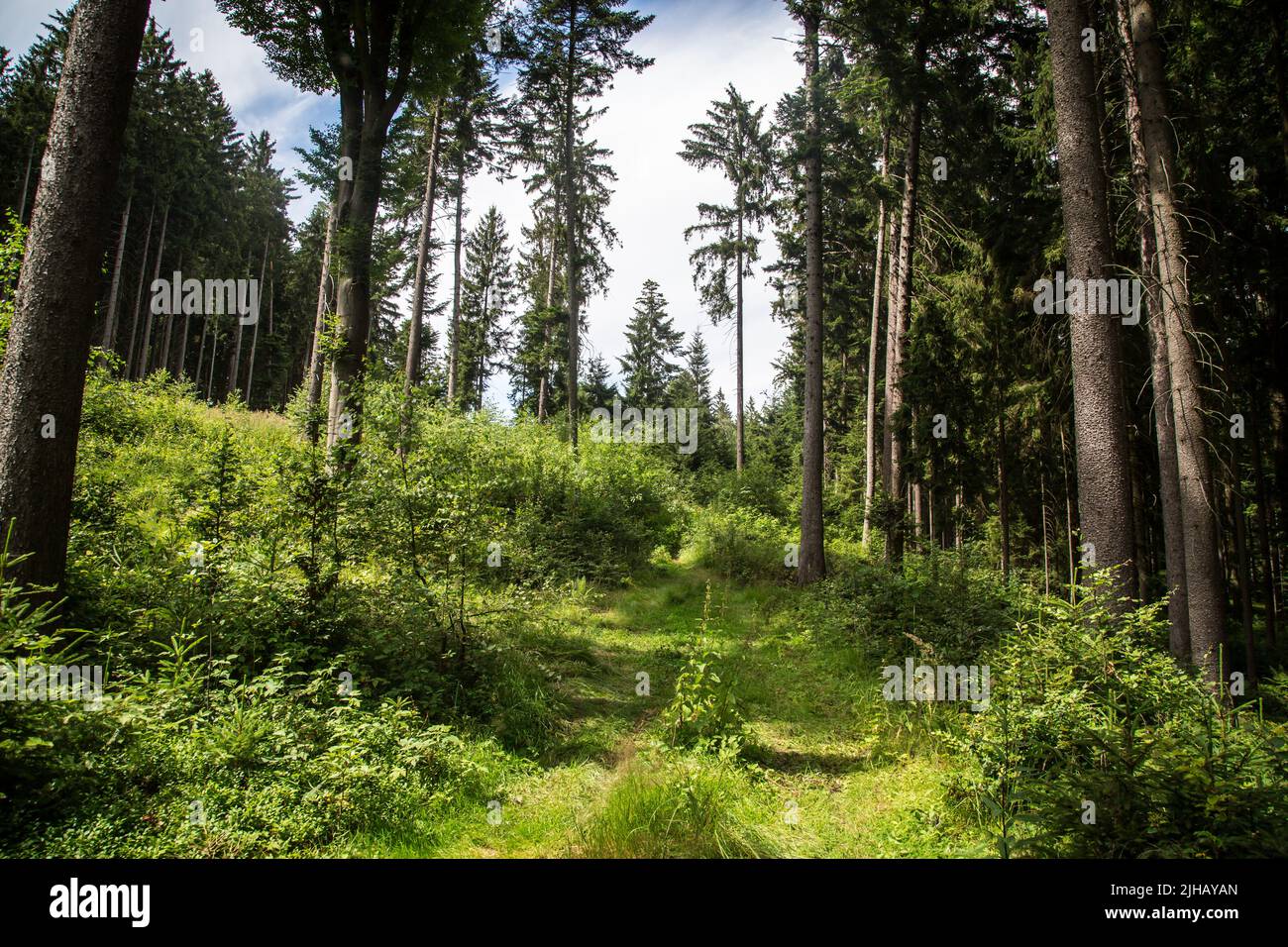 Foresta nei pressi di Siebenlinden nel Waldviertel, Austria Foto Stock