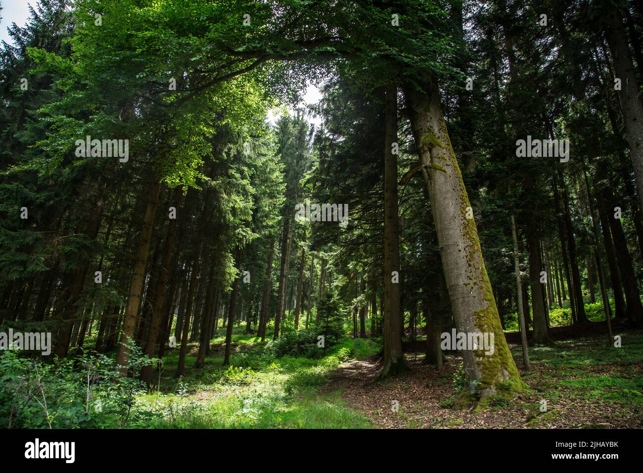 Foresta nei pressi di Siebenlinden nel Waldviertel, Austria Foto Stock