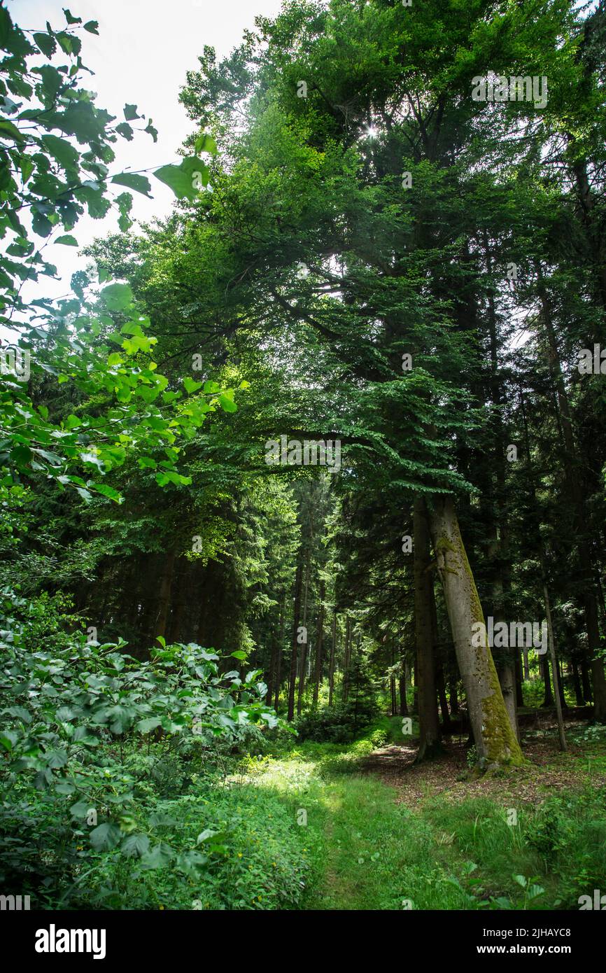 Foresta nei pressi di Siebenlinden nel Waldviertel, Austria Foto Stock