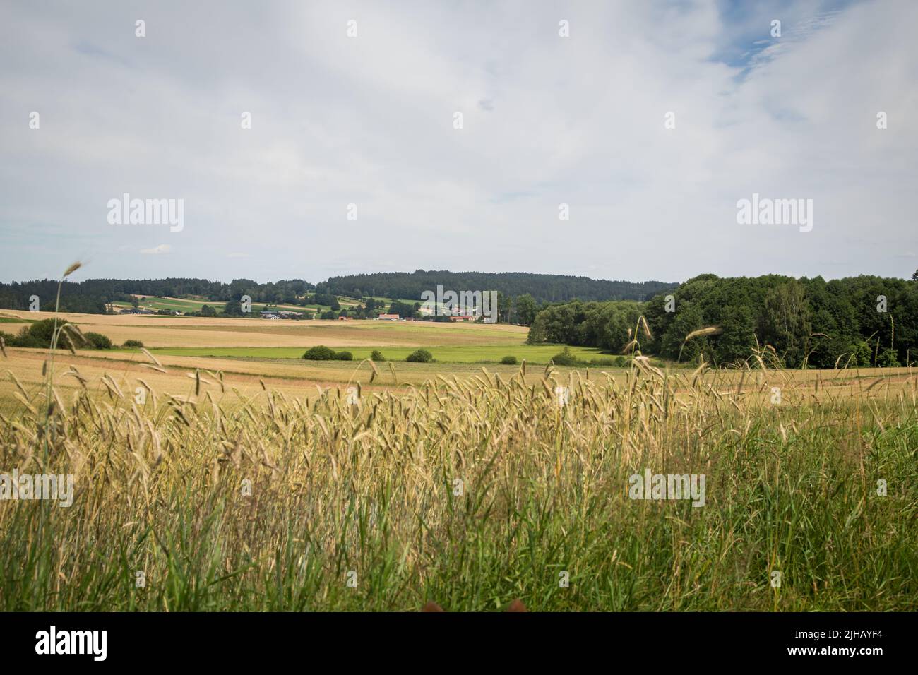 Paesaggio tipico del Waldviertel - campi, prati e boschi - Escursioni nei pressi di Siebenlinden nel Waldviertel, Austria Foto Stock