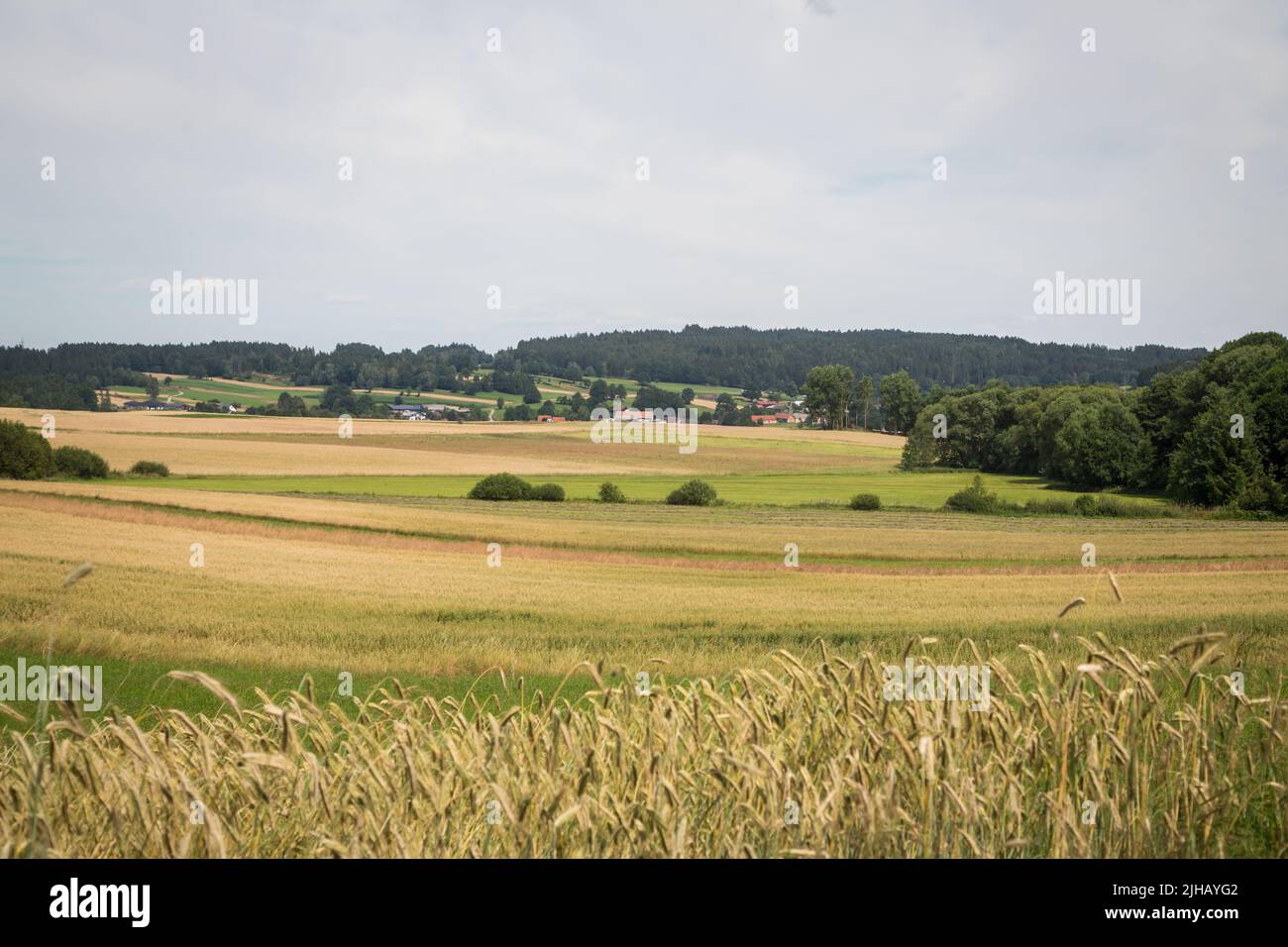 Paesaggio tipico del Waldviertel - campi, prati e boschi - Escursioni nei pressi di Siebenlinden nel Waldviertel, Austria Foto Stock