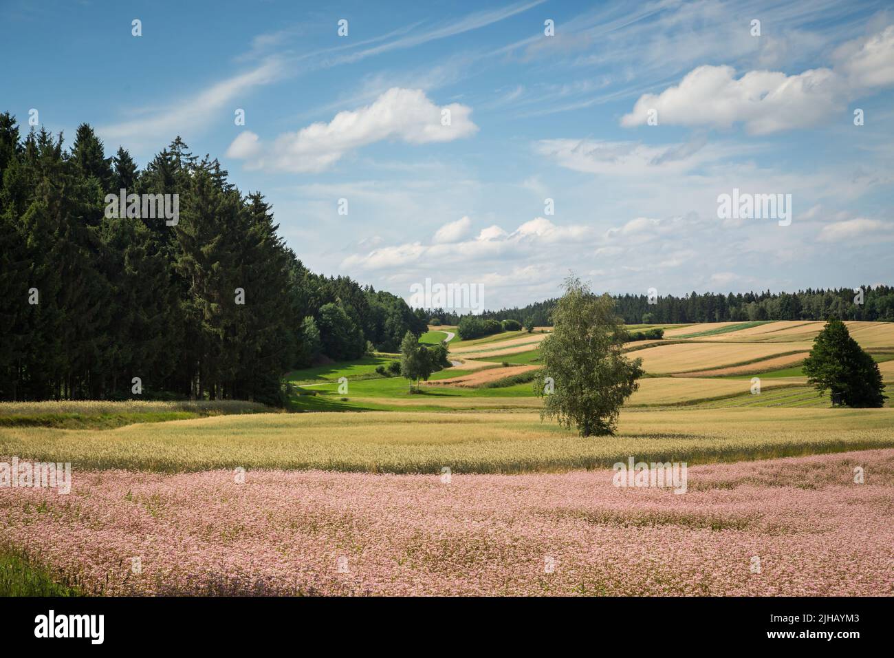 Paesaggio tipico del Waldviertel - campi, prati e boschi - Escursioni nei pressi di Siebenlinden nel Waldviertel, Austria Foto Stock