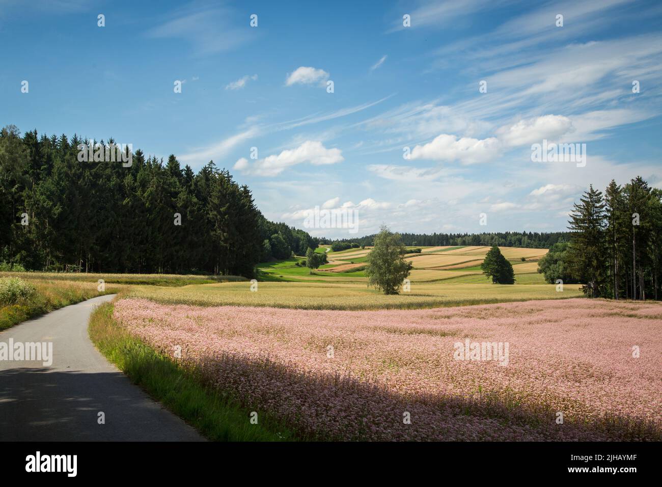 Paesaggio tipico del Waldviertel - campi, prati e boschi - Escursioni nei pressi di Siebenlinden nel Waldviertel, Austria Foto Stock