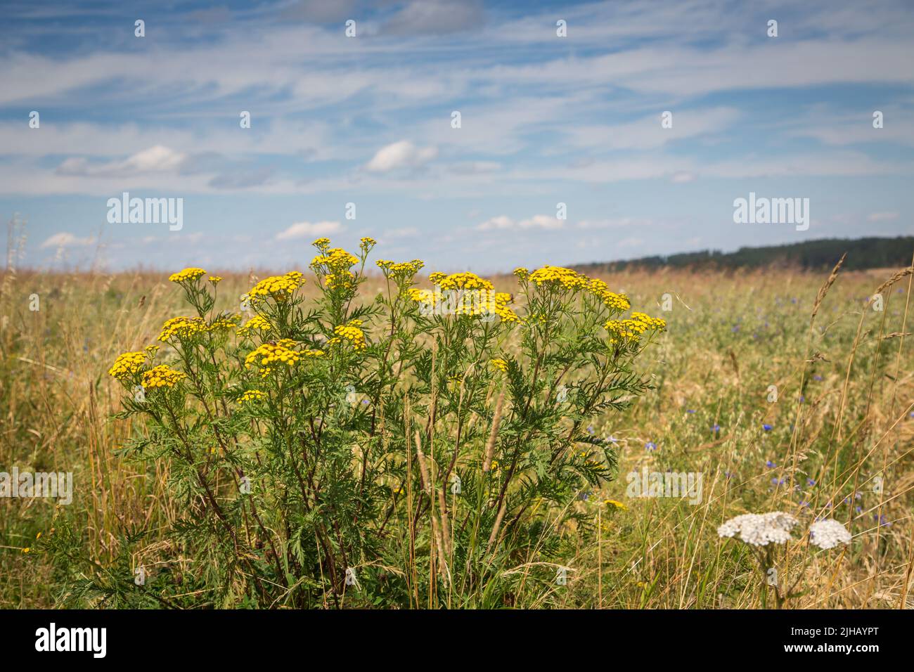 Fiori selvatici gialli - Escursioni vicino a Siebenlinden nel Waldviertel, Austria Foto Stock