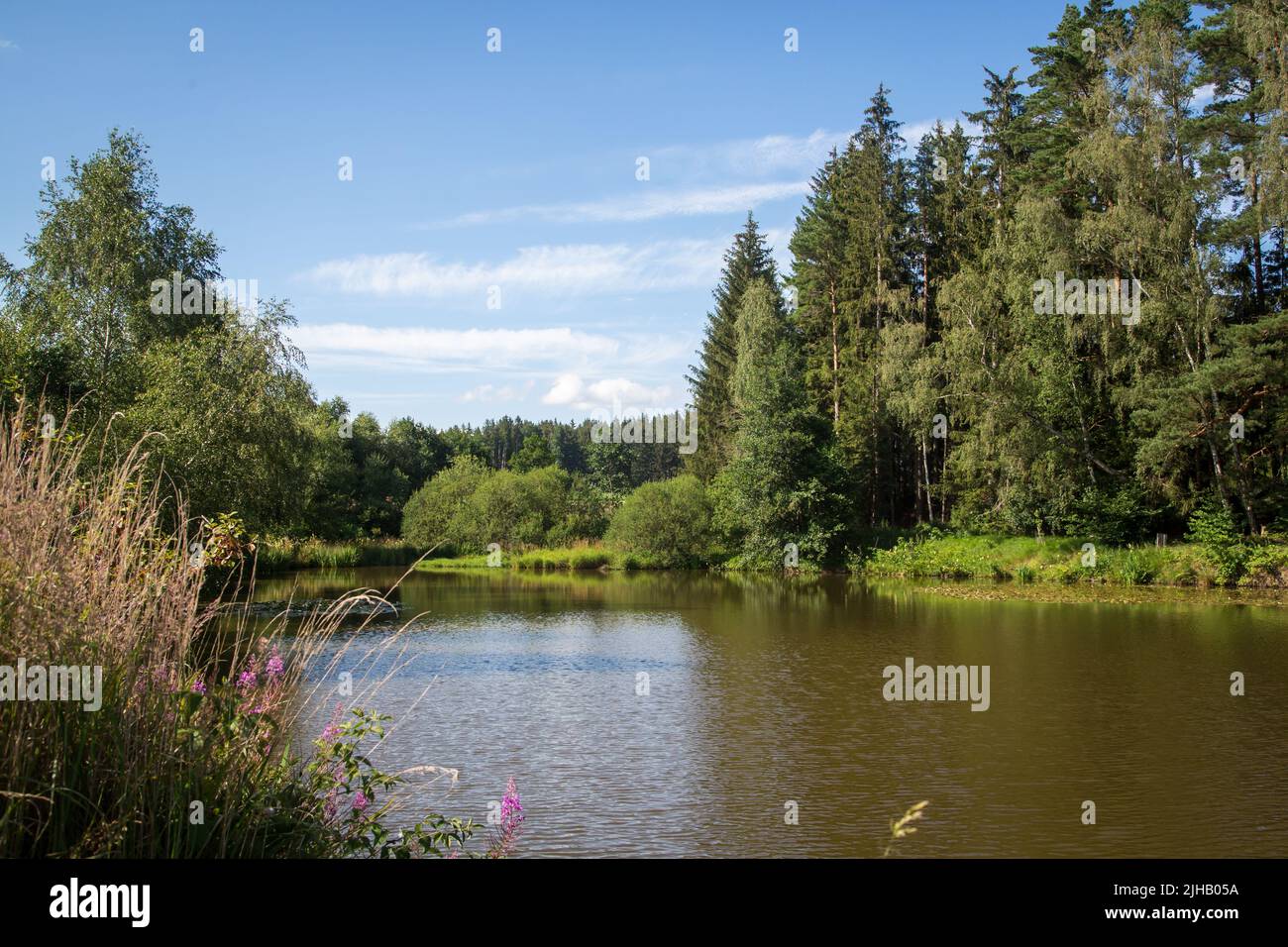 Laghetto delle carpe in una giornata estiva - Escursioni vicino a Siebenlinden nel Waldviertel, Austria Foto Stock