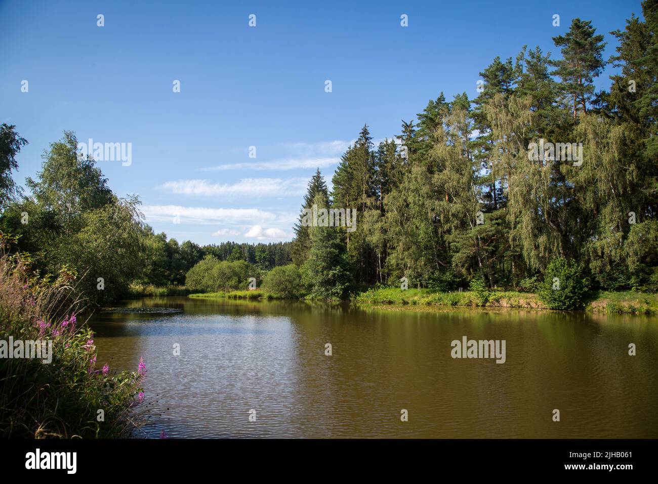 Laghetto delle carpe in una giornata estiva - Escursioni vicino a Siebenlinden nel Waldviertel, Austria Foto Stock