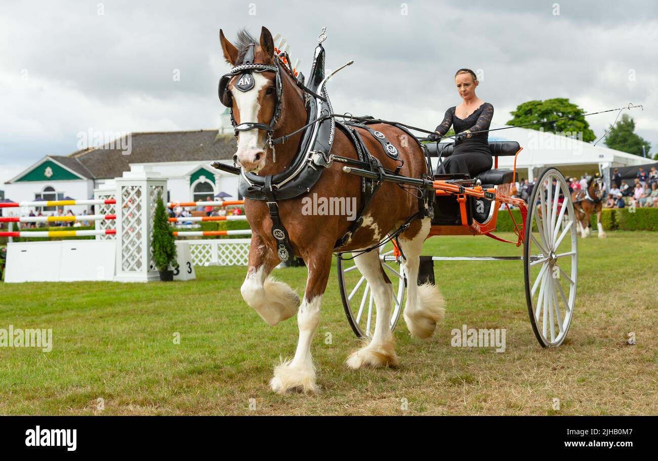 Great Yorkshire Show, Harrogate, Regno Unito. Luglio 15, 2022. Heavy Horse Turnout e Championship al Great Yorkshire Show, una donna che guida due ruote ca Foto Stock