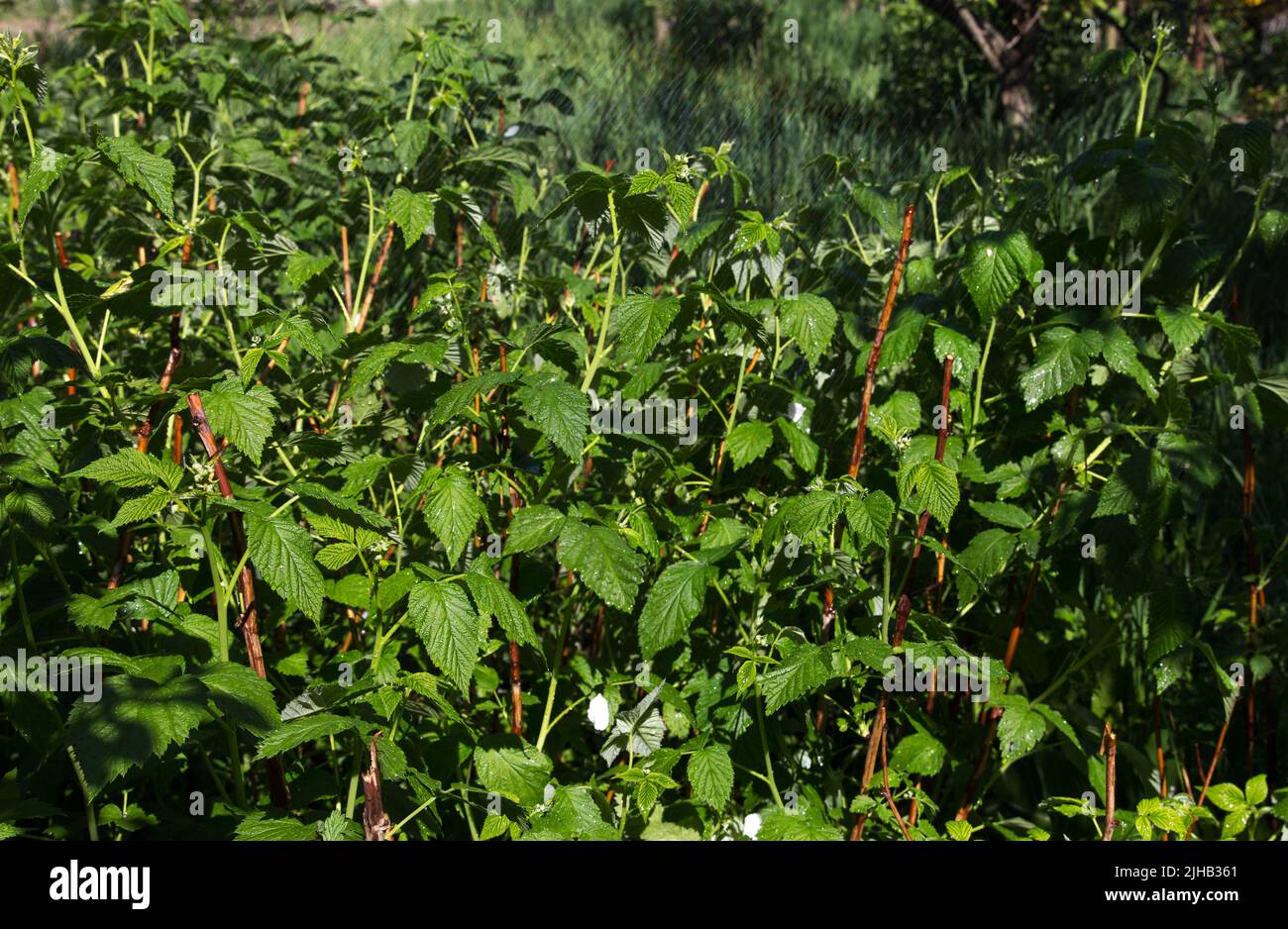 Annaffiatura, irrigazione in giardino di verdi cespugli di lamponi, in estate con clima caldo e secco Foto Stock