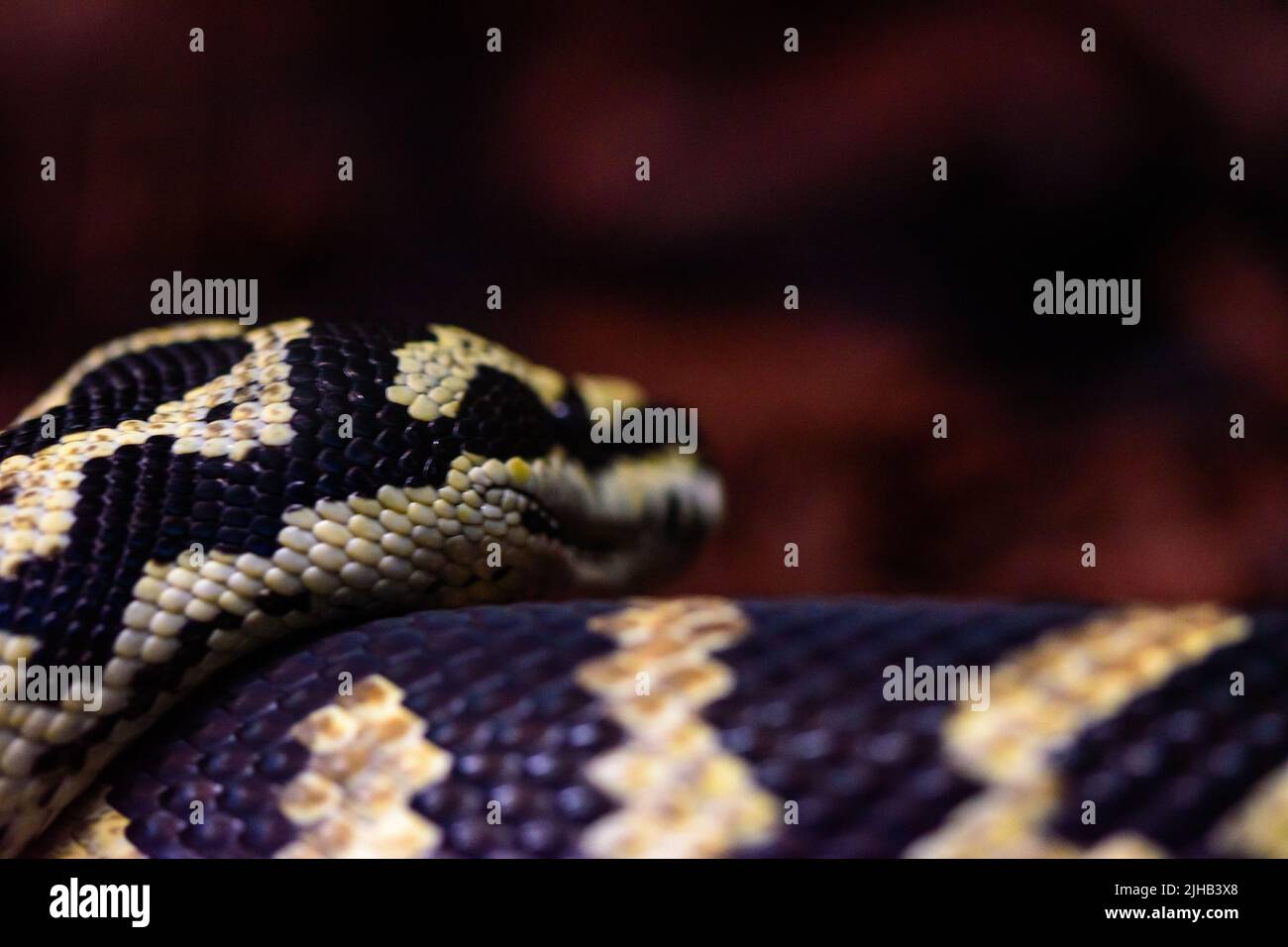 Un primo piano di un python di tappeto giungla (Morelia spilota cheynei) Foto Stock