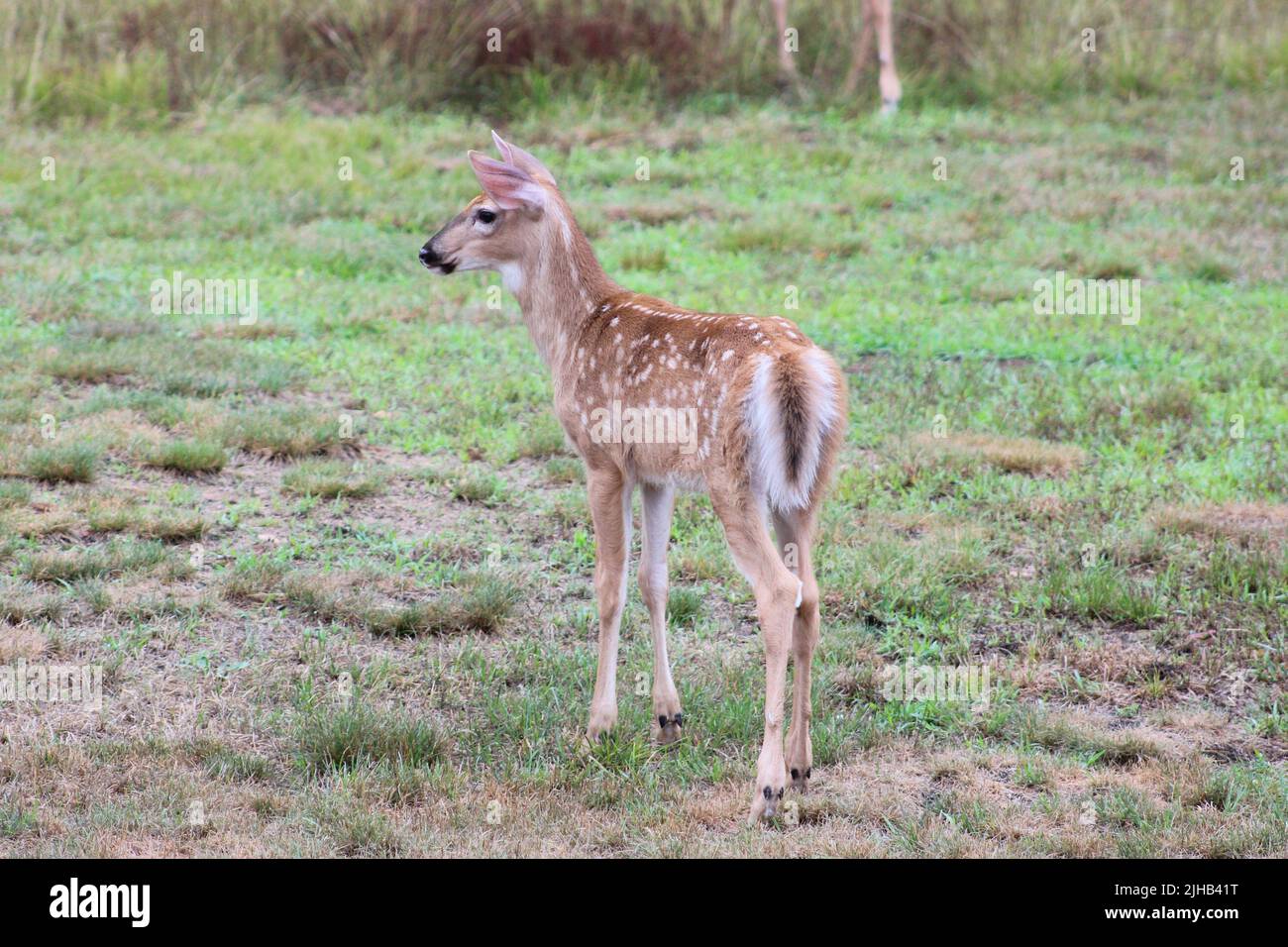 Una Fawn che guarda per sua Madre Foto Stock
