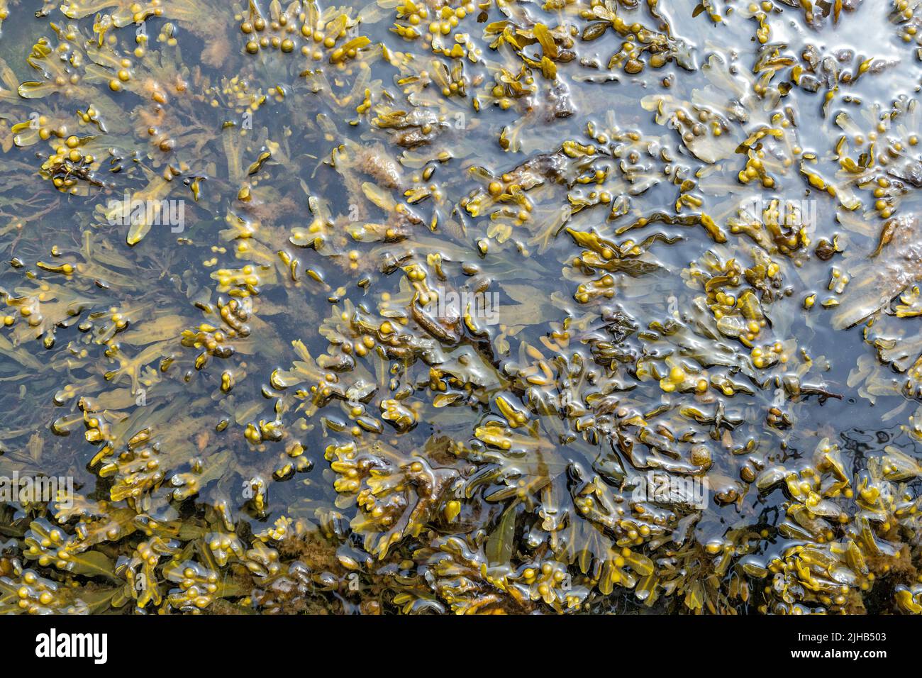 Alghe marine (Fucus vesiculosus) nel Mar Baltico sulla costa tedesca Foto Stock