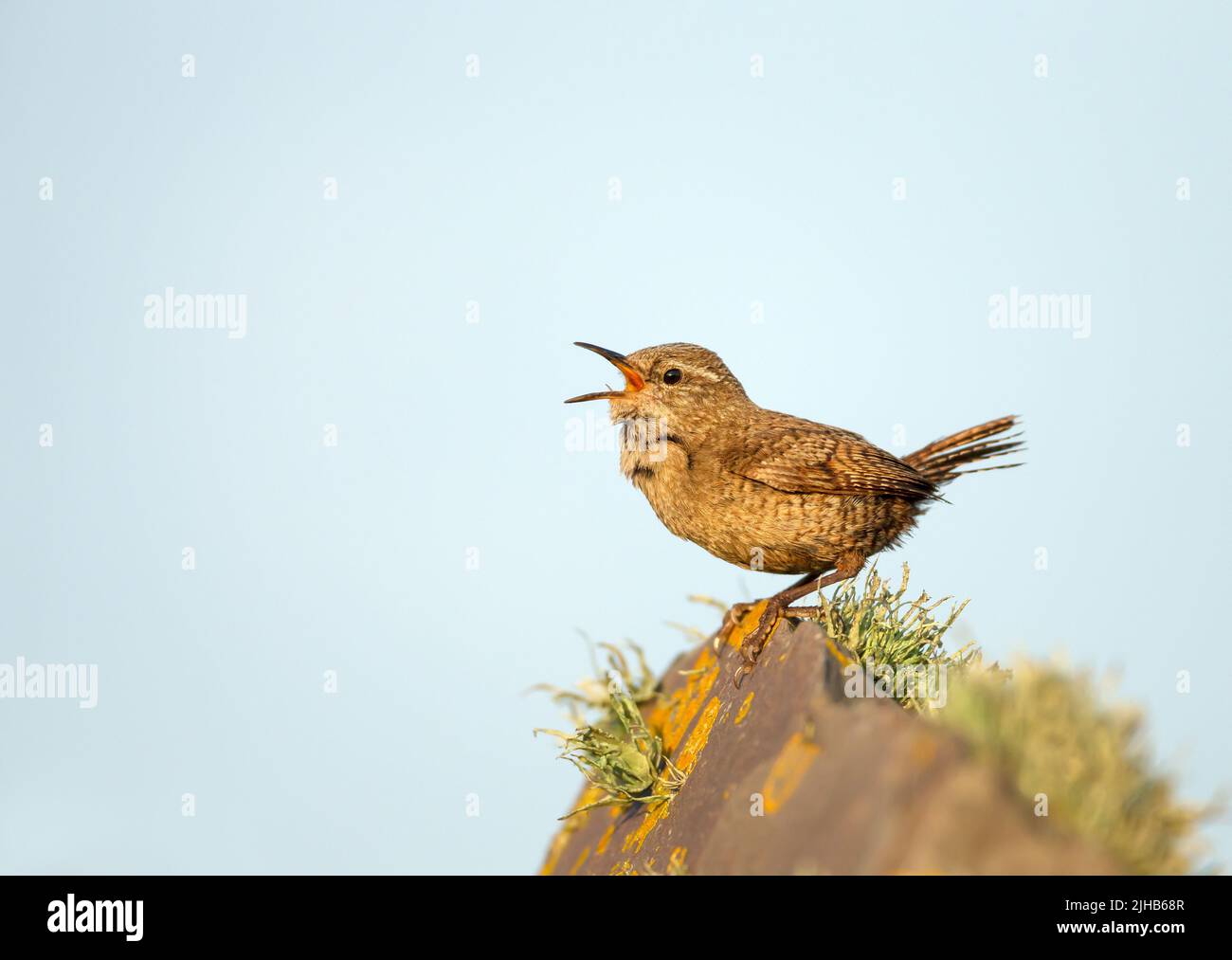 Primo piano di un wren Shetland (Troglodytes troglodytes zetlandicus) che chiama su una roccia mosy contro il cielo blu, isole Shetland. Foto Stock