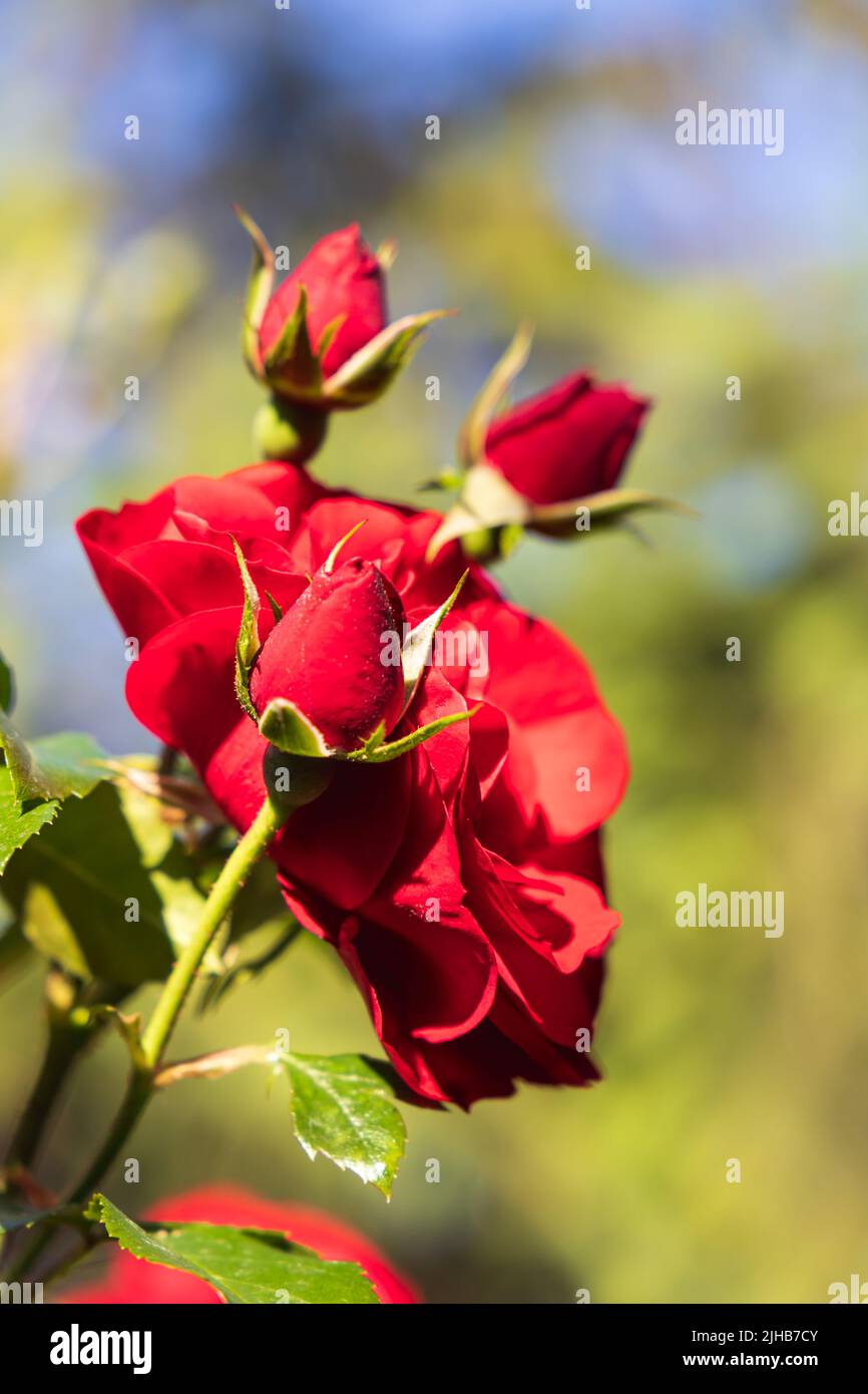 Rosa rossa Foto Stock