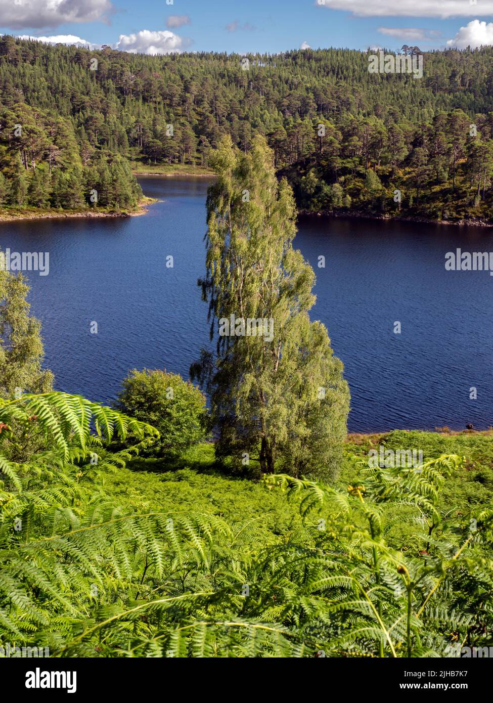 Lone Birch Tree, Loch Beinn A' Mheadhoinm, Glen Affric vicino Cannich, Highlands Scozia Foto Stock