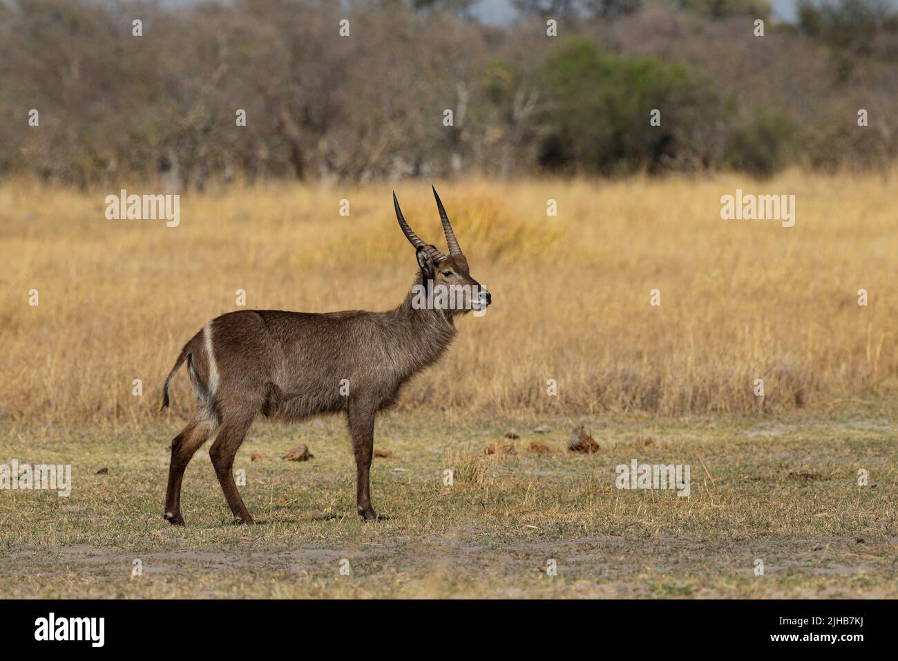 Waterbuck (Kobus ellipsiprymnus) Foto Stock