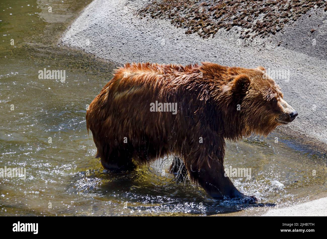 Un ruscoon selvaggio bagnato o il lotor di Procyon esce dall'acqua su un lago, Sofia, Bulgaria Foto Stock