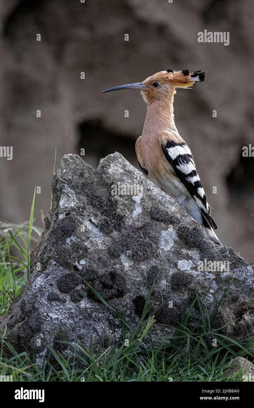 Upupa euroasiatica Foto Stock