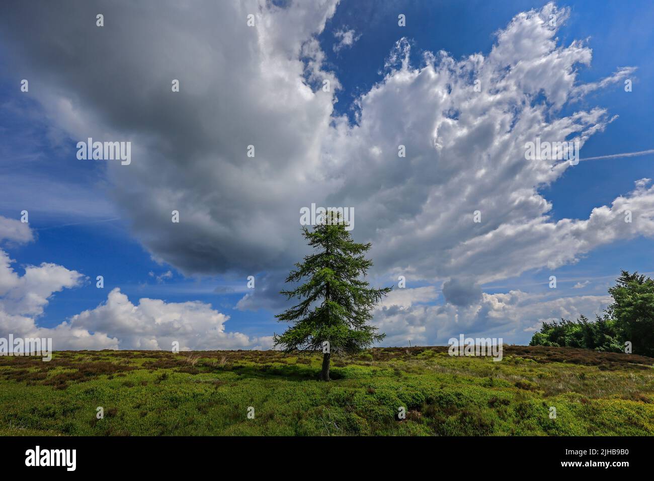 Lone Larch Westerdale, North York Moors National Park Foto Stock