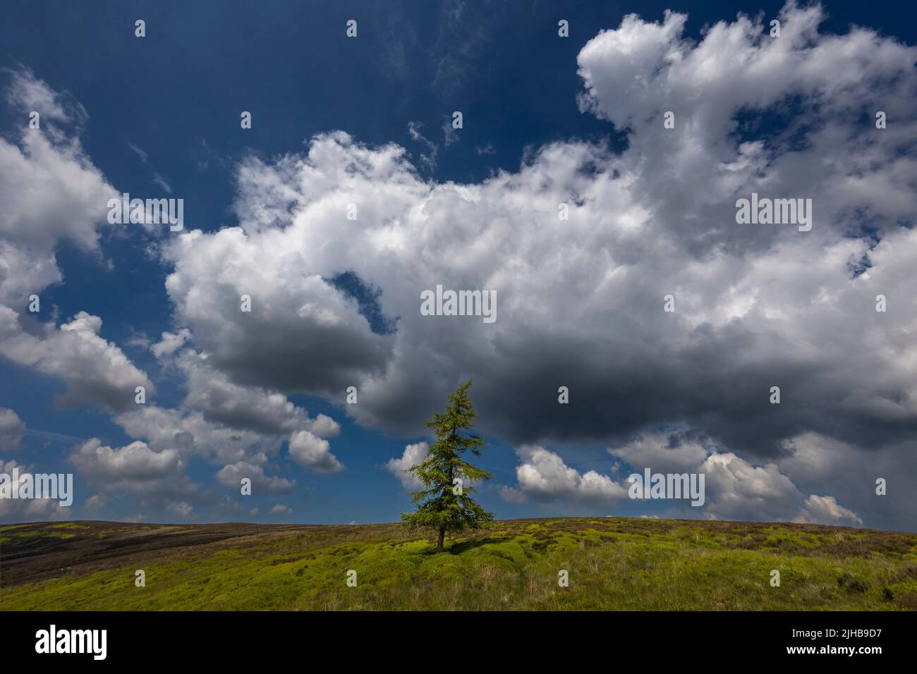 Lone Larch Westerdale, North York Moors National Park Foto Stock