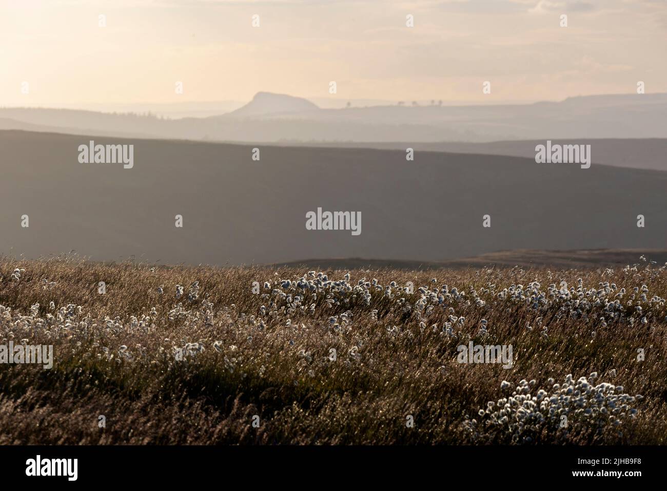 Estate cottongrass, Westerdale, North York Moors con Roseberry Topping in lontananza Foto Stock
