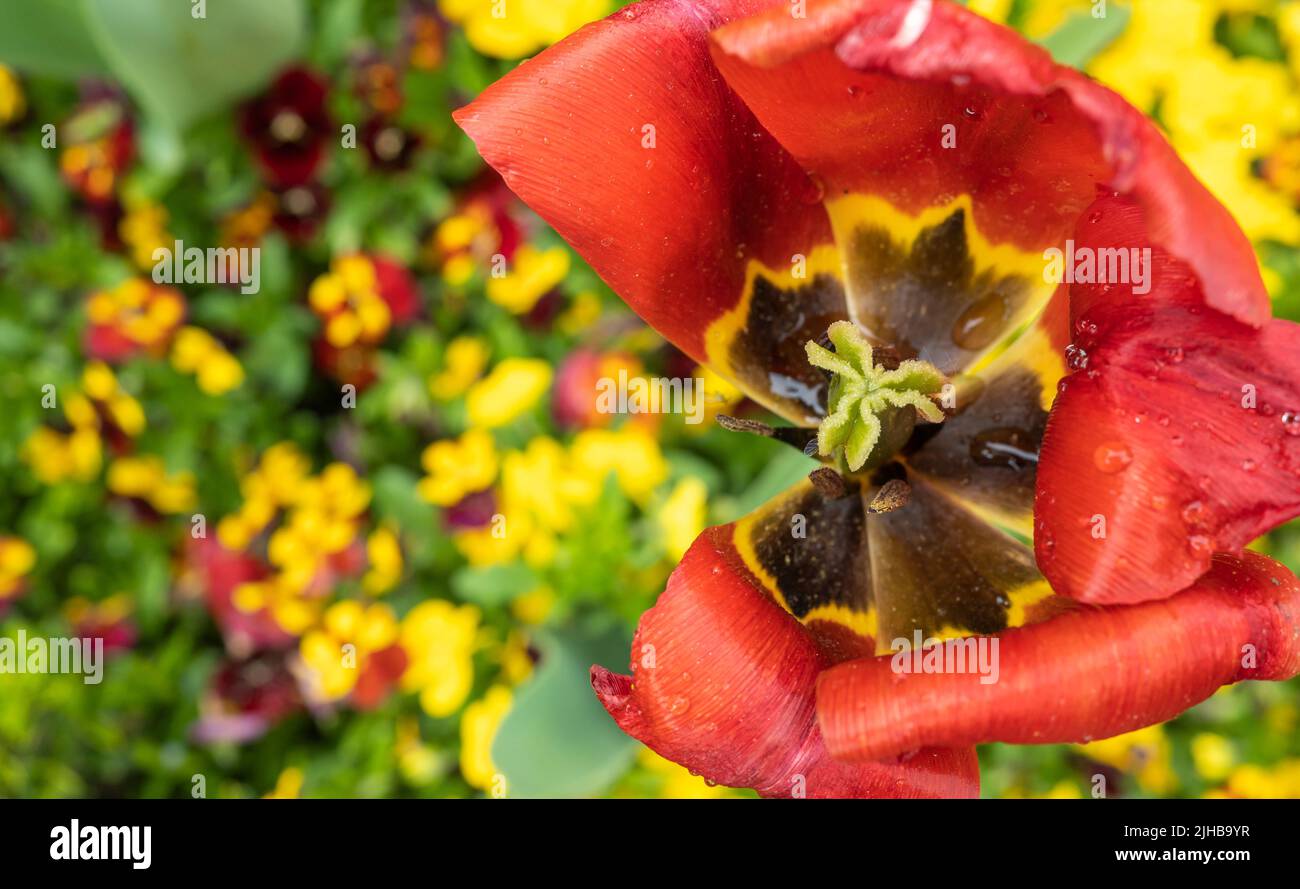 Primo piano di un organo riproduttivo di un fiore di tulipano rosso Foto Stock