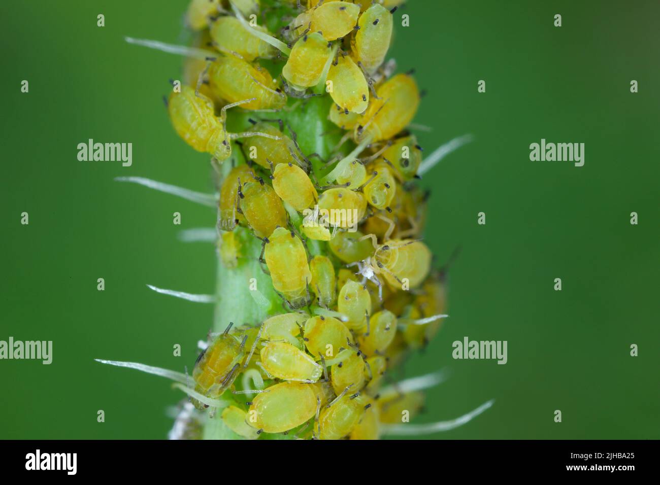 Colonia di apide di cotone (detta anche apide di melone e afide di cotone) Aphis gossypii sulla pianta di Crepis. Foto Stock