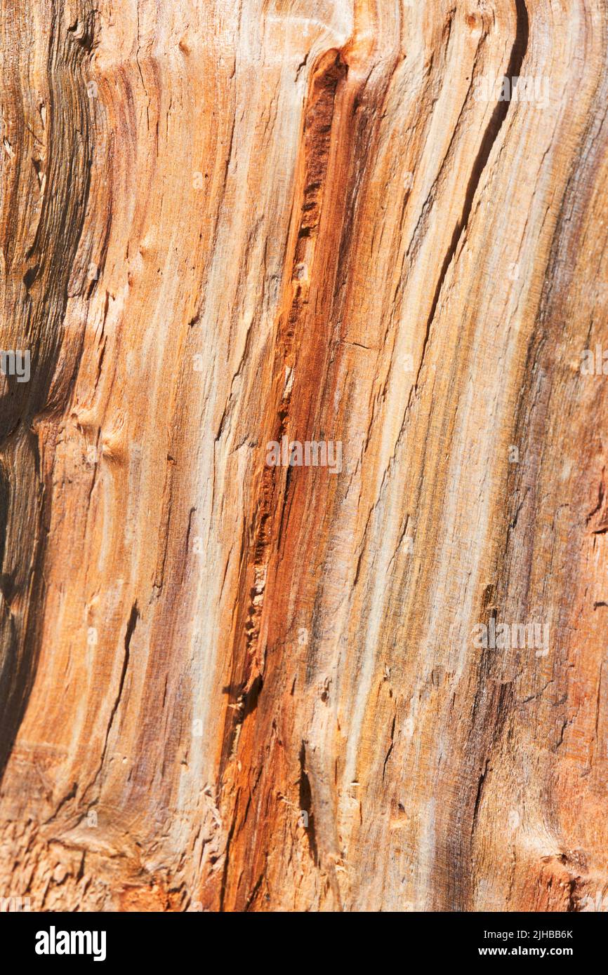 Legno sfondo texture Foto Stock