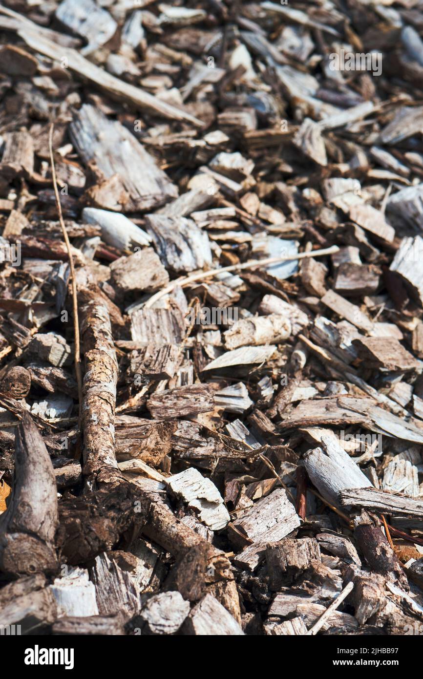 Woodchip rosso in pieno sole. Truciolo di legno è usato per spargere intorno alle piante di giardino per sopprimere le erbacce, mantenere le radici calde in Inverno, e piante di alimentazione come Foto Stock
