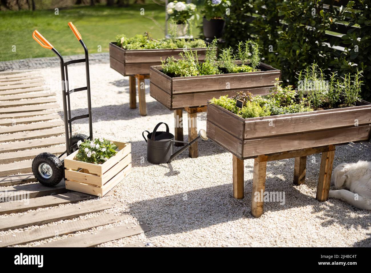 Bel giardino di verdure in cortile Foto Stock