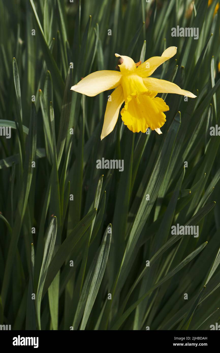 Ritratto di singola testa di daffodil in piena fioritura Foto Stock