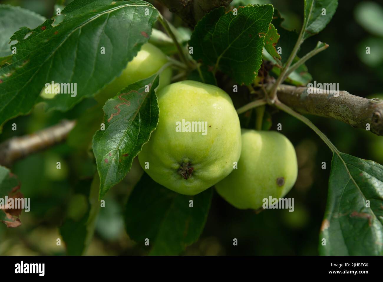 Due mele verdi appese ad un albero, pianta estiva Foto Stock