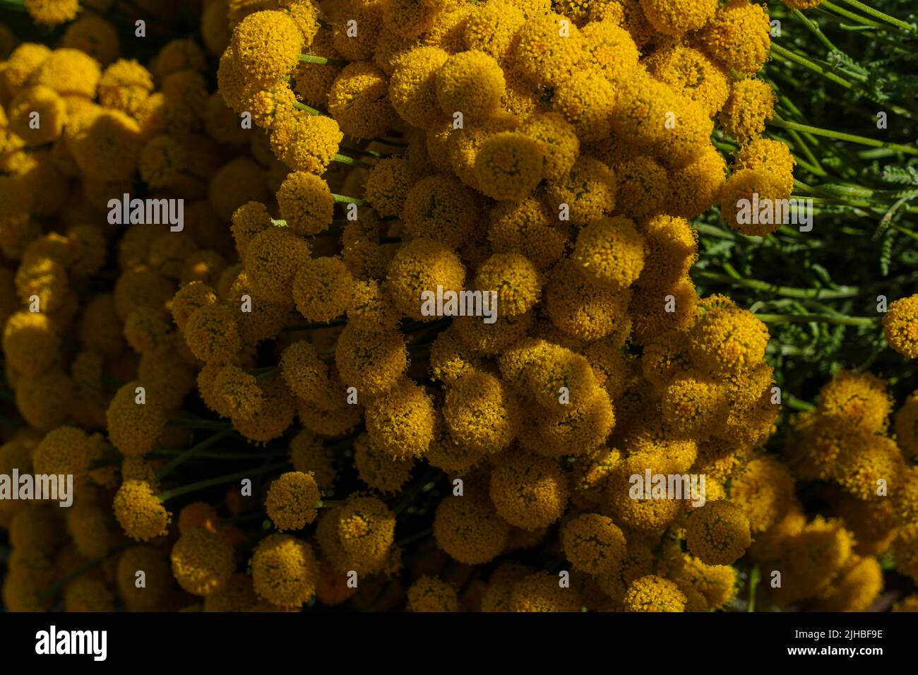 Primo piano con fiori a forma di palla giallo Craspedia e luce naturale e ombra variegate e illuminate. Foto Stock