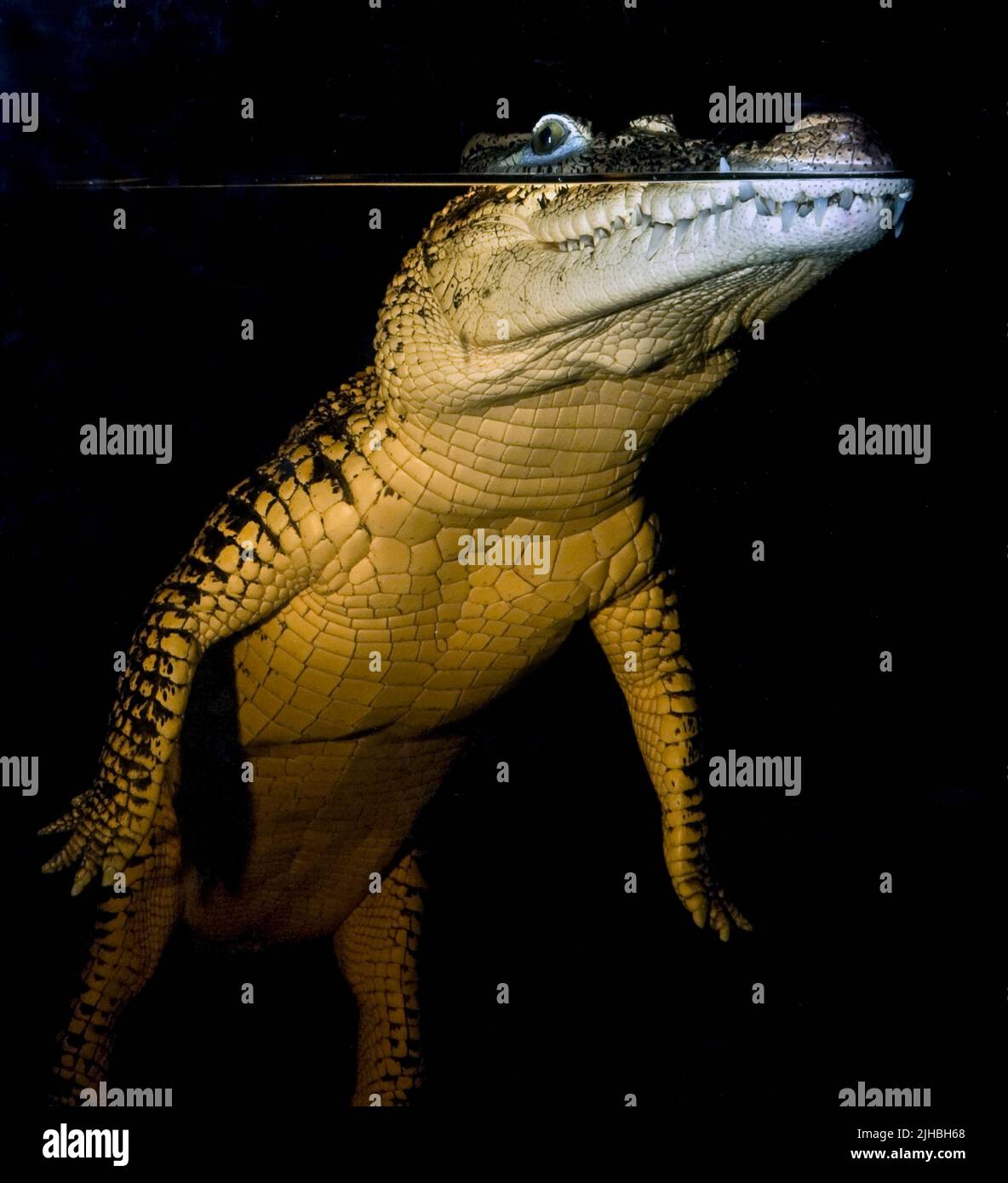 Alligatore americano, alligatore mississippiensis. Condizioni controllate Foto Stock