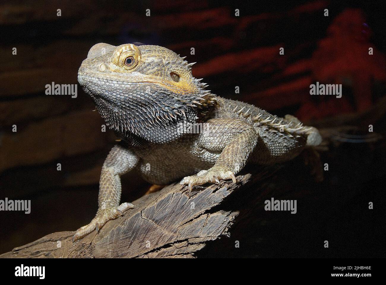 Bearded Dragon, Pagona vitticeps.Controlled conditions Foto Stock