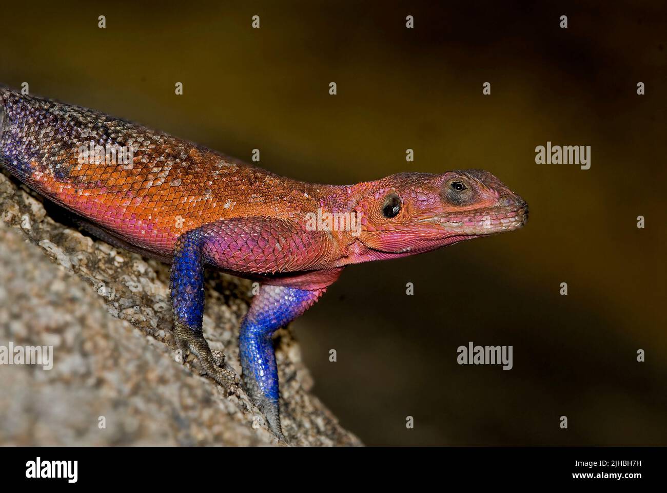 Maschio dominante di Mwanza a testa piatta AGAMA, AGAMA mwanzae. Serengeti NP, Tanzania. Foto Stock