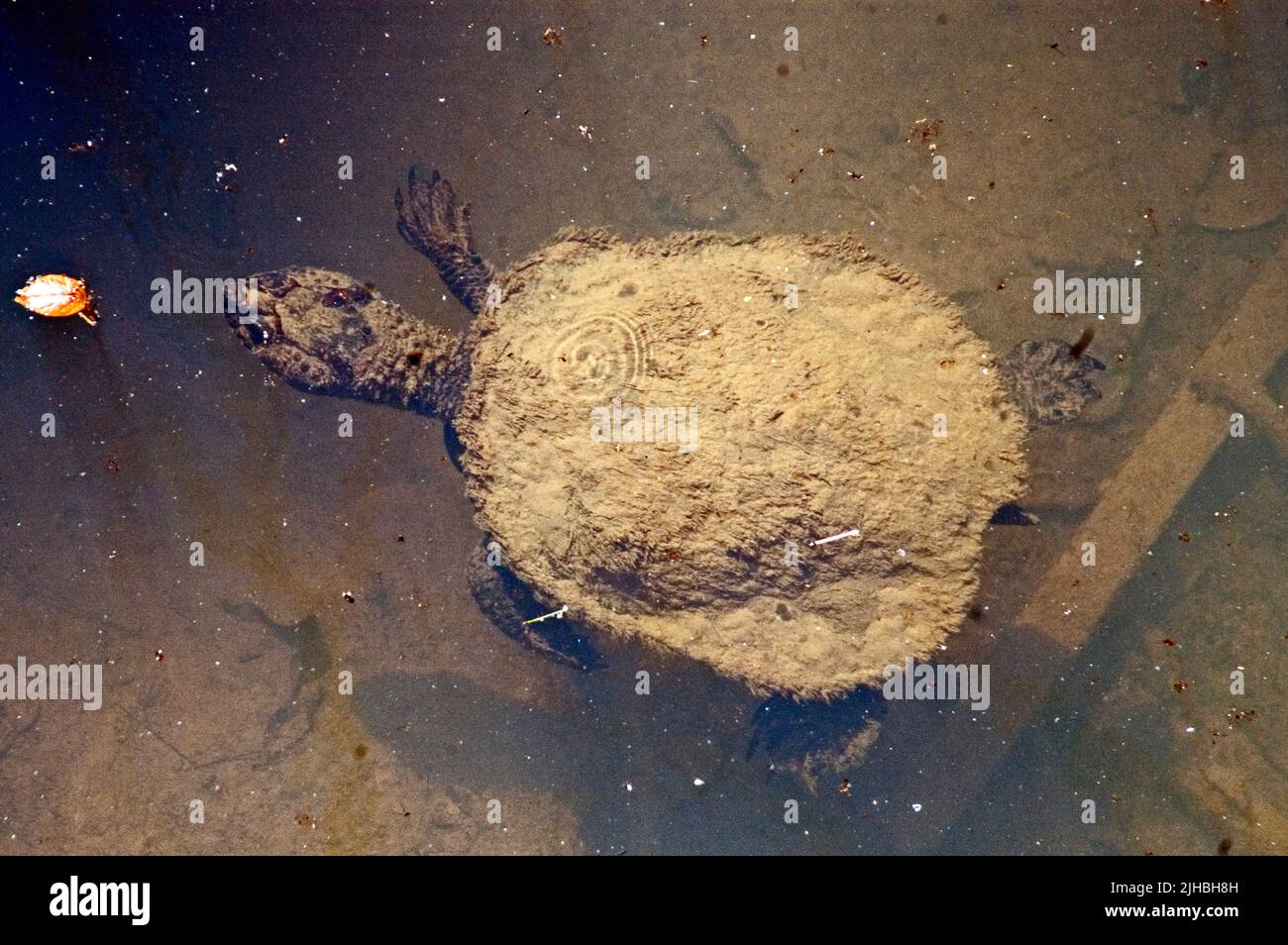 Tartaruga australiana, Elseya sp. Broken River, Queensland, Australia. Foto Stock