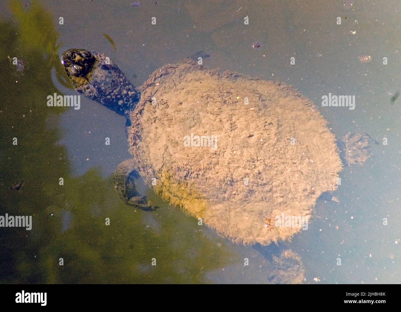 Tartaruga australiana, Elseya sp. Broken River, Queensland, Australia. Foto Stock