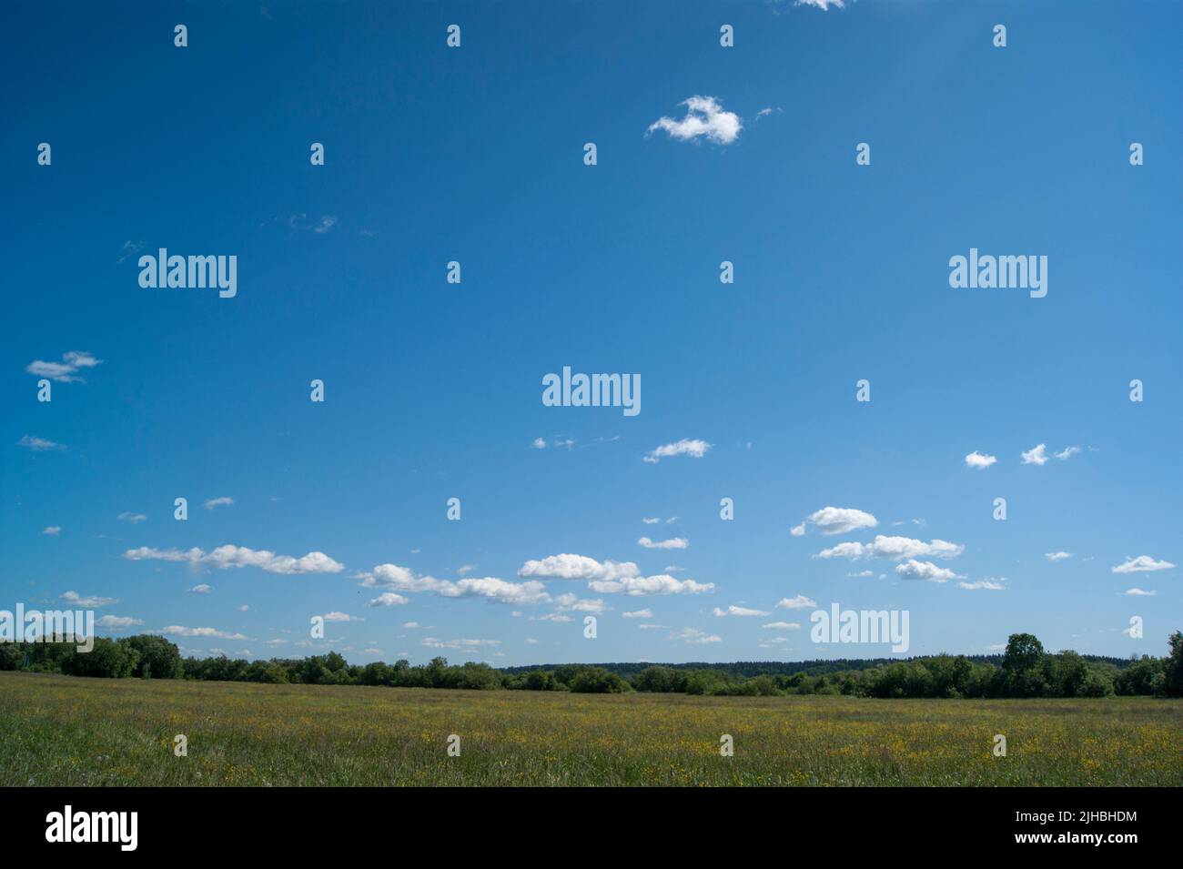Natura russa del nord in estati fredde. Campo con erbe selvatiche, cespugli, cielo blu. Foto Stock
