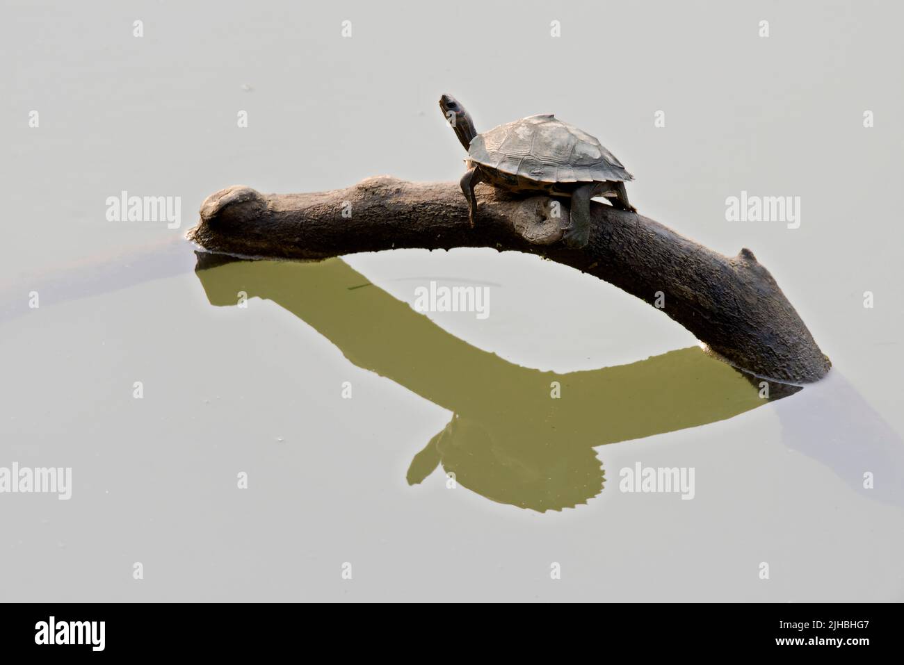 La tartaruga coperta in via di estinzione Assam (Pangshura sylhetensis) dal fiume Diflu in Kaziranga, Assam, India. Foto Stock