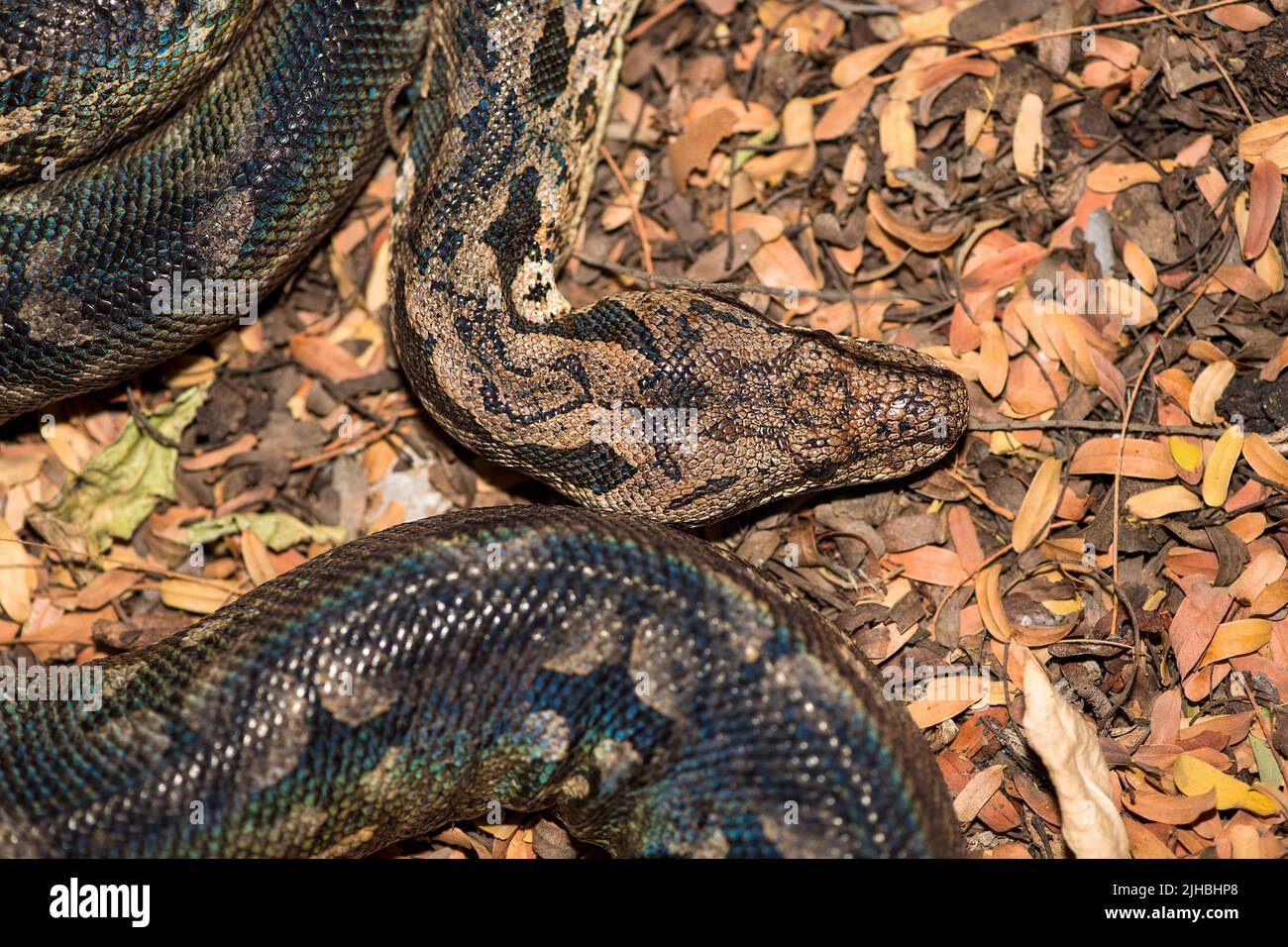 Boa di terra di Dumerli (Acrantophis dumerili) dal fondo forestale di Berenty, Madagascar meridionale. Foto Stock