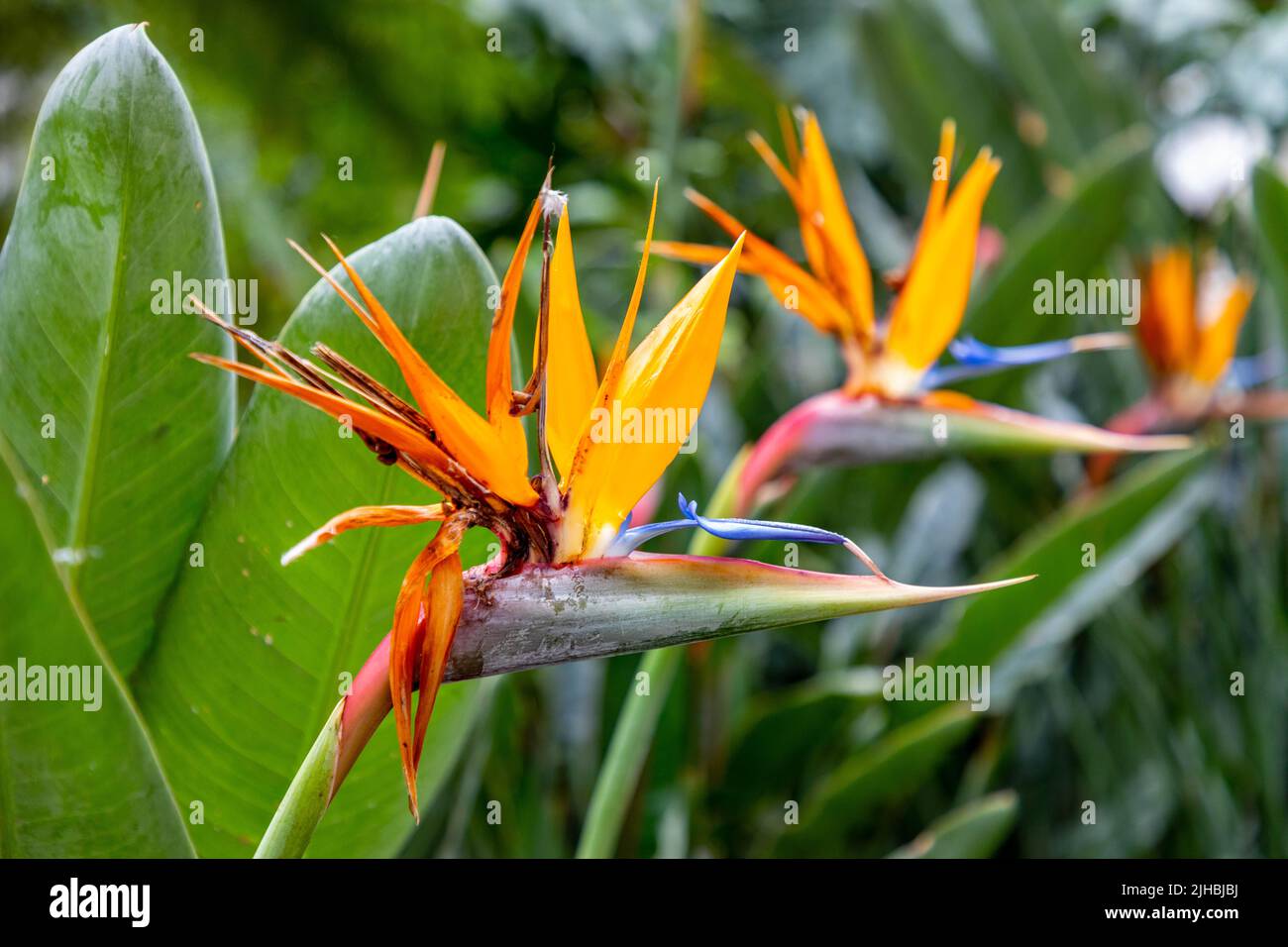 Uccelli del Paradiso Fiore colorato in fiore Foto Stock