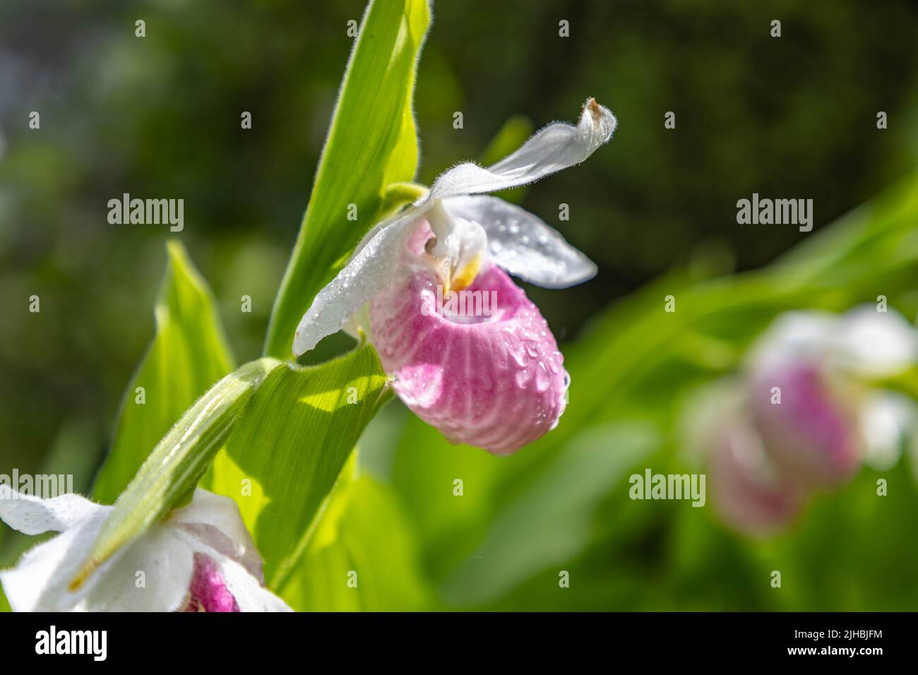 Showy Lady Slipper Orchid Flowers Growing Wild in Minnesota Northwoods Wilderness Area Foto Stock