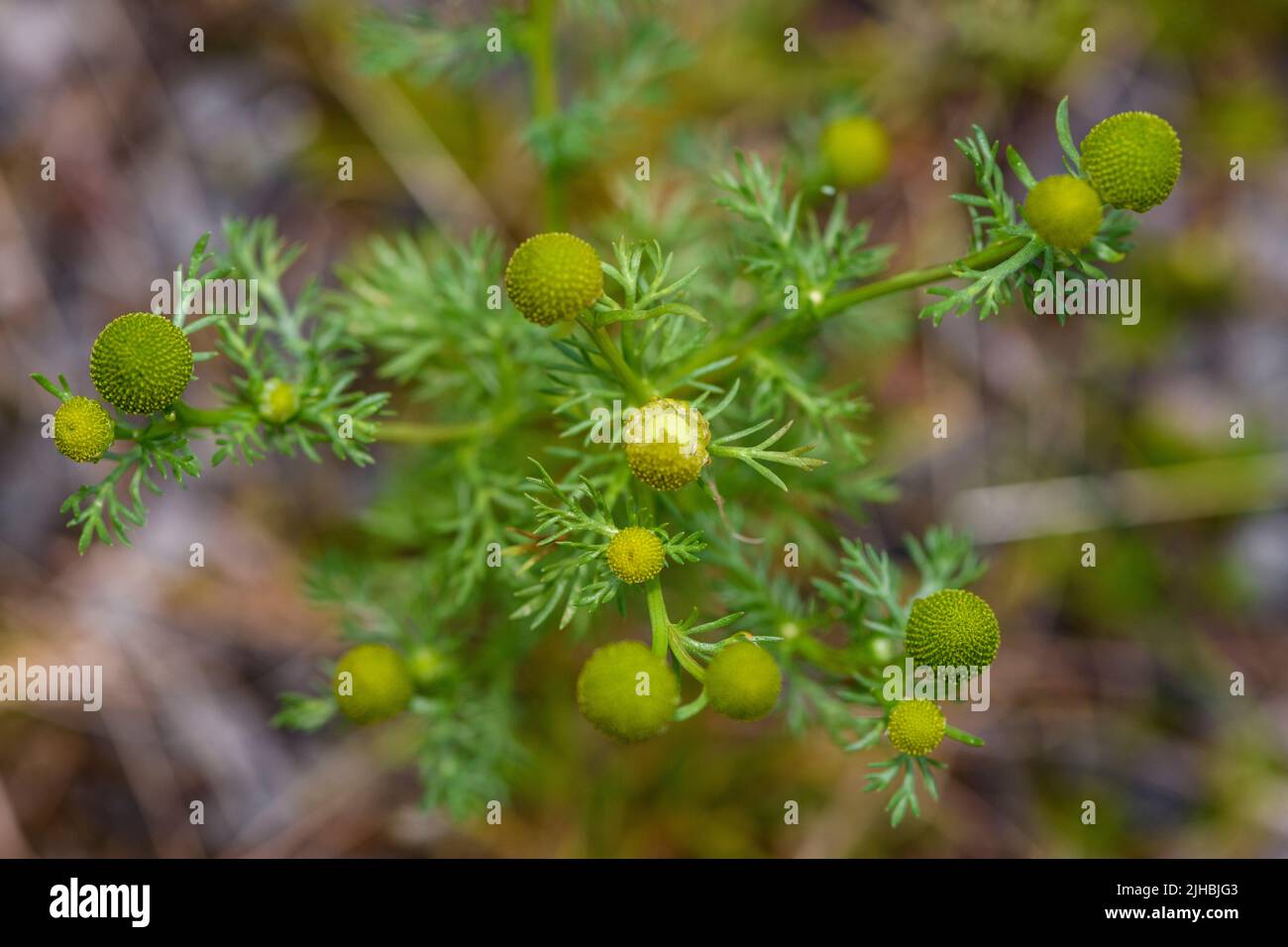 Pinappleweed (Matricaria Discoidea) da HIDRA, Norvegia sud-occidentale a fine luglio. Foto Stock